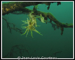 "ABYSSAL ORCHID" These quite ordinary freshwater sponges ... by Jean-Louis Courteau 